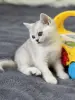 Шотландский прямоухий котенок
