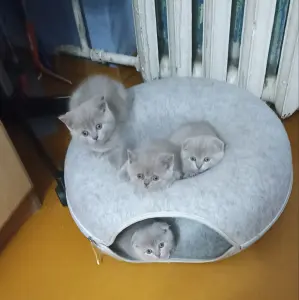 Шотландские вислоухие котята