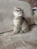 Котята Шотландские