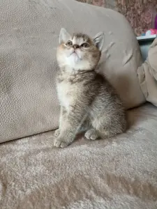 Котята Шотландские