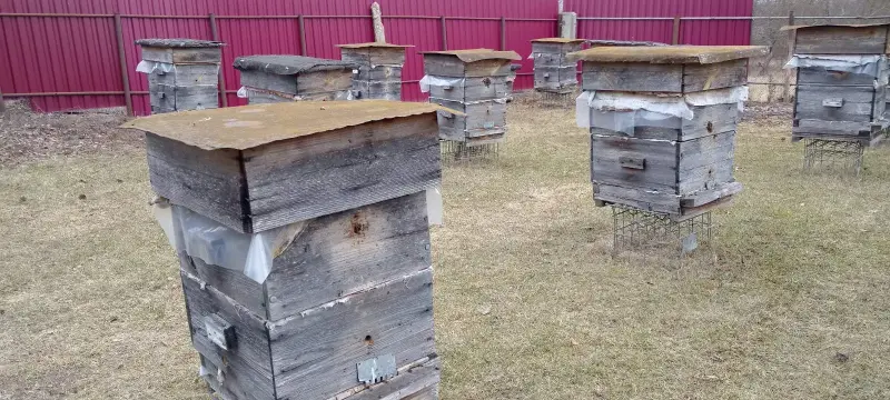 пчелиные домики, корпуса, семьи и ульи