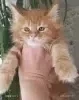 Котята Мейн кун