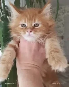 Котята Мейн кун
