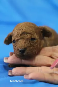 Щенки той пуделя