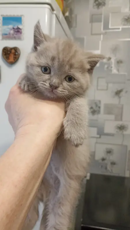 Шотландские лиловые котята