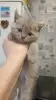 Шотландские лиловые котята