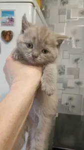 Шотландские лиловые котята