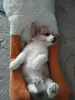 Корги