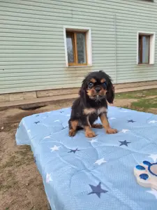 Кавалер кинг чарльз спаниель, мальчик2