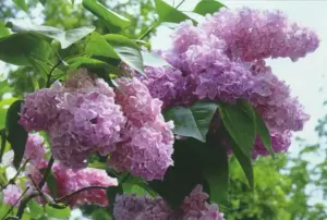 Сирень саженцы. Белая/ махровая/тёмная.