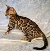 Бенгальские котята