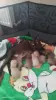 Европейская Бурма котята Бронирование