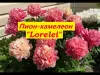 Цветы саженцы