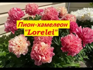 Цветы саженцы