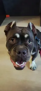 Воспитание щенка (Минск, Минская обл., Онлайн)