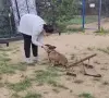 Дрессировка собак. Услуги кинолога - зоопсихолога