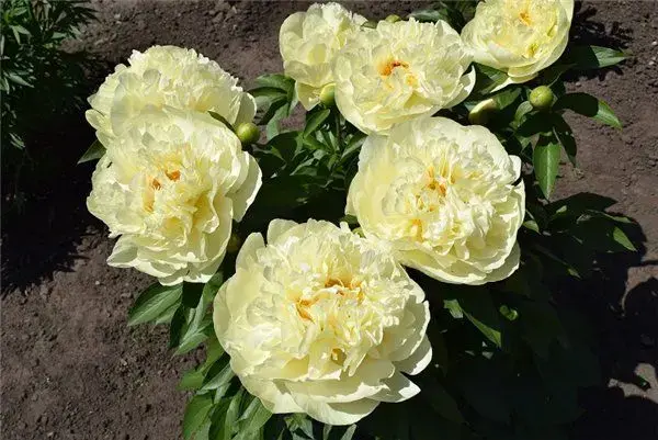Пионы саженцы