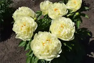 Пионы саженцы