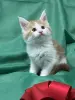 Мейн-Кун чистокровные котята
