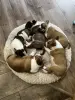Щенки миниатюрного бультерьера