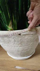 Сансеверия