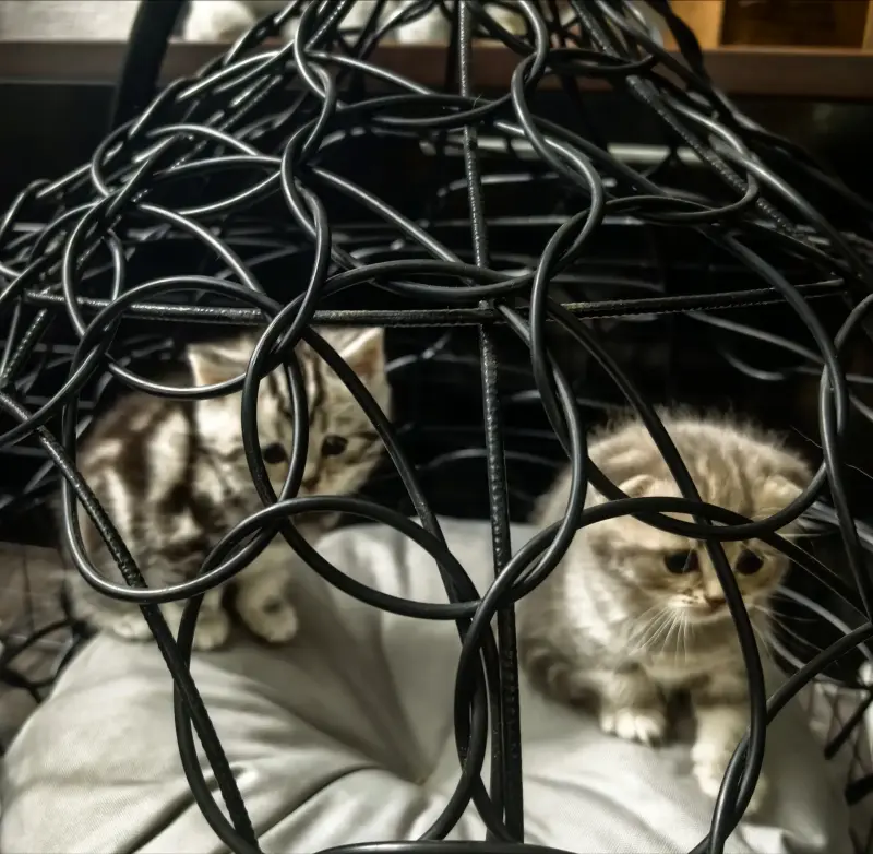 Шотландские котята