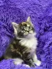 Мейн-Кун чистокровные котята