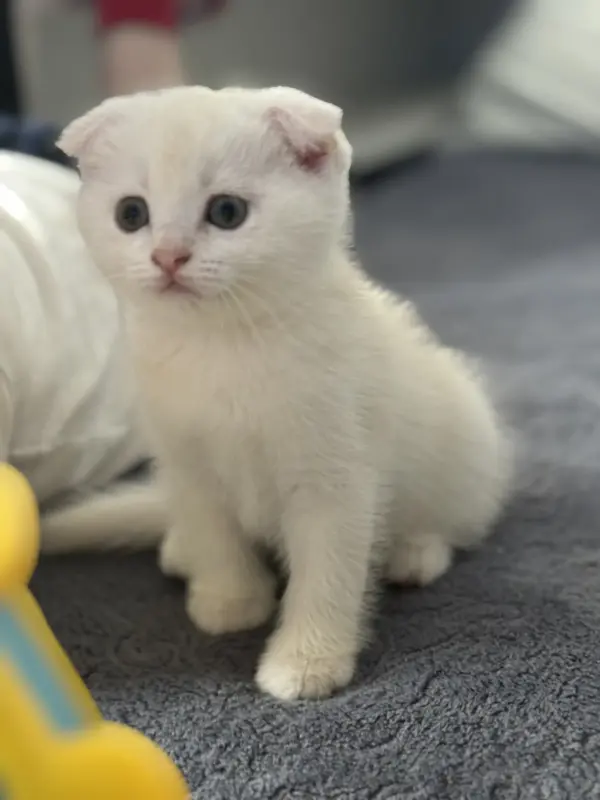 Шотландский вислоухий котенок