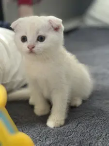 Шотландский вислоухий котенок