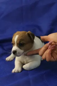 Щенки Джек Рассел терьера