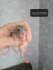 Крысята