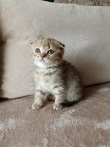 Котята Шотландские