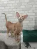 Ориентальные котята