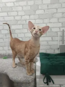 Ориентальные котята