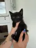 Кошка и котята в дар