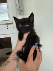Кошка и котята в дар