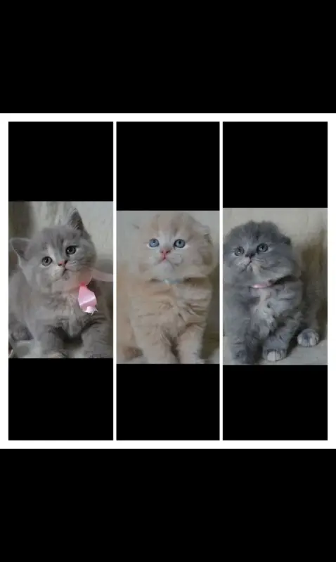 Шотландские Вислоухие и Прямоухие Котята