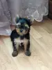 Девочка йоркширского терьера