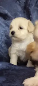 Мальтипу... щенки