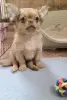 Милейший чихуахуа ребенок