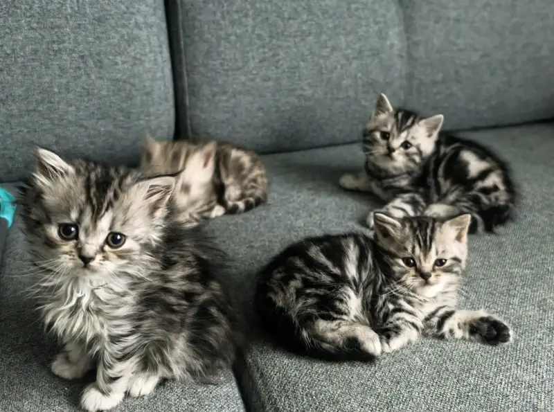 Шотландские котята