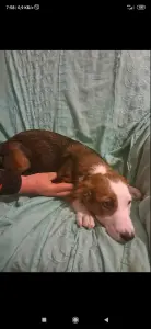 Щенок