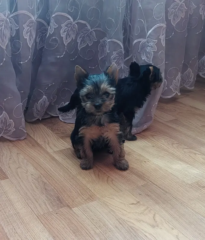Девочка йоркширского терьера.