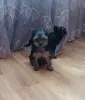 Девочка йоркширского терьера.