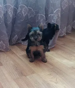 Девочка йоркширского терьера.
