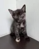 Кошка и котята в дар