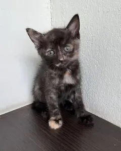 Кошка и котята в дар