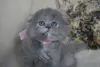 Шотландские Вислоухие и Прямоухие Котята
