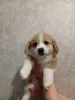 Вельш-корги-пемброк