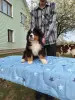 Щенок Бернского Зенненхунда